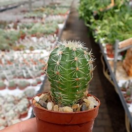 Echinocereus adustus ssp. bonatzii MAO 0024 El China, Durango, Mexico