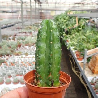 Echinocereus viereckii ssp. morricalii