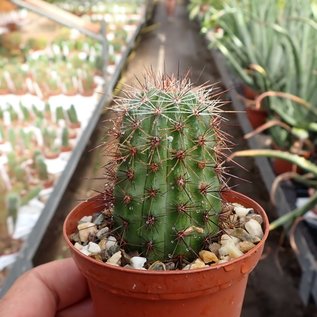 Echinocereus ortegae   San Rafael, Sonora, Mx