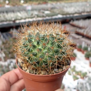 Mammillaria esperanzaensis