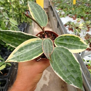 Hoya macrophylla cv. Albomarginata