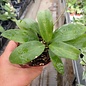 Hoya merrillii  aff. Red leaves