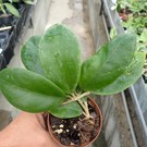 Hoya mindorensis PG 12