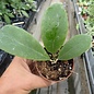 Hoya mindorensis  cv. Pink Flower