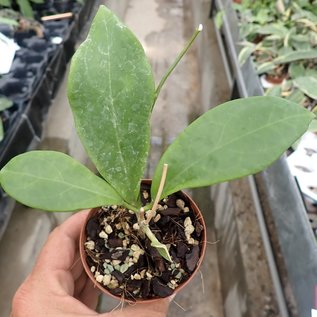 Hoya mindorensis  cv. Yellow Flower