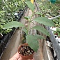 Hoya multiflora  Philipinas