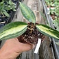 Hoya macrophylla  variegata