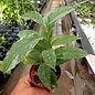 Hoya multiflora  Philipinas  white margins