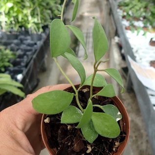Hoya nummulerioides