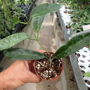 Hoya onychoides cv. Long Leaf, PNG SV 441 IML 0559