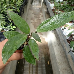 Hoya parasitica cv. Green Flower