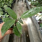 Hoya parasitica cv. Green Flower