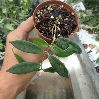 Hoya patella  cv. Pink Flower