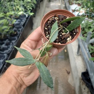 Hoya patella  cv. White Flower