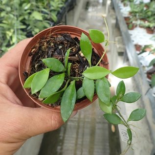 Hoya plicata