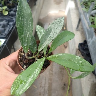 Hoya pubicalyx  cv. Splash Leaves