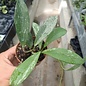 Hoya pubicalyx  cv. Splash Leaves