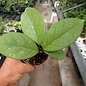 Hoya pubicalyx x fungii