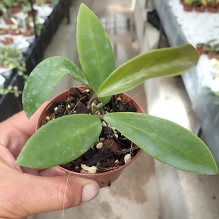 Hoya pubifera