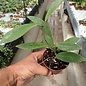 Hoya pubifera