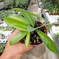 Hoya pubicalyx  cv. Black Dragon