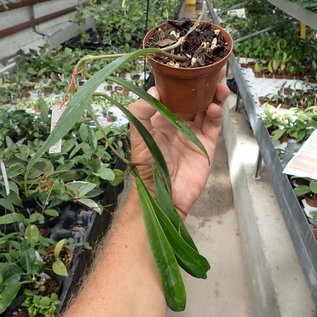 Hoya revolubilis