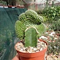 Euphorbia phillipsioides     gepfr. cristata