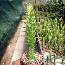 Euphorbia trigona cv. Mint Cream