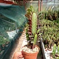 Euphorbia trigona cv. rubra