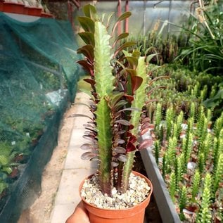 Euphorbia trigona cv. rubra