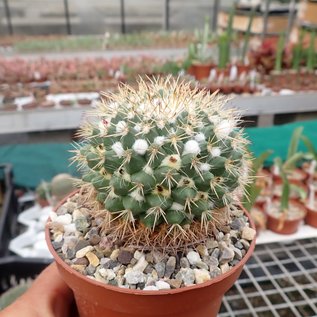 Mammillaria esseriana