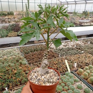 Adenia ellenbeckii