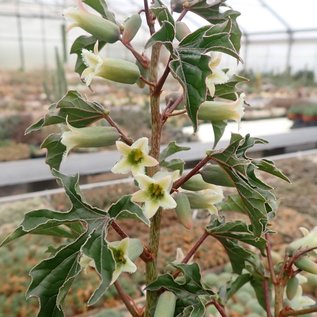 Adenia ellenbeckii