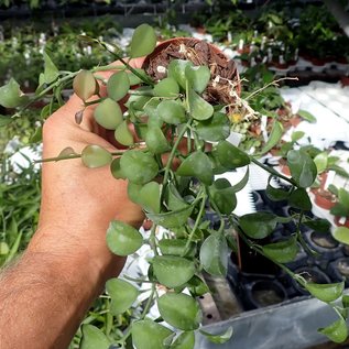 Dischidia singularis  Apple Leaves