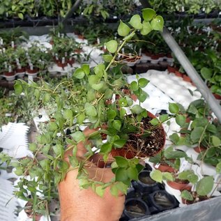 Dischidia ruscifolia cv. Big Leaves