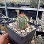 Echinocereus coccineus  AG 012 Jarilla Mts., Newmexiko, USA    (dw)