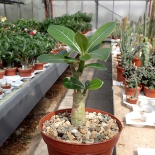 Adenium obesum Ruby Red