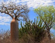 Especial de madagascar