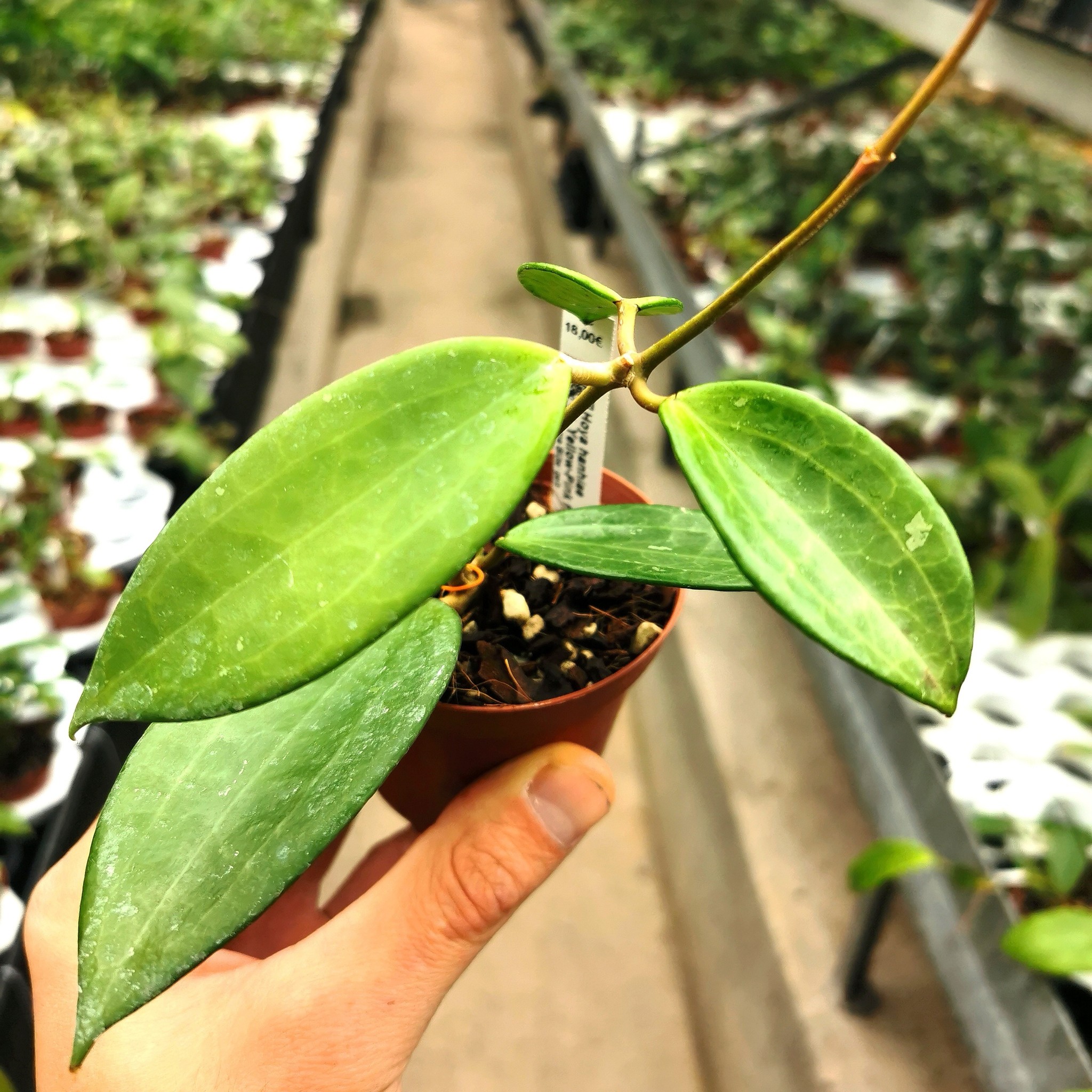 Hoya hanhiae cv. Yellow Flower