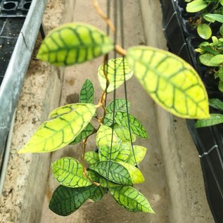 Hoya callistophylla