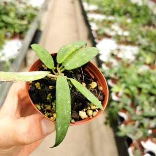 Hoya scortechinii cv. Pink Flower