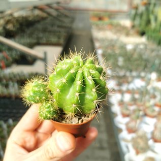 Echinopsis-Hybr. G1 X 4701 Koller 107 a