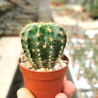 Echinopsis-Hybr. Galaxy Schick Hybride