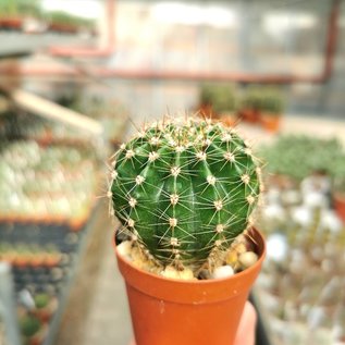 Echinopsis-Hybr. Cassandra Schick Hybride