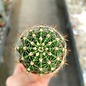 Echinopsis-Hybr. Cassandra Schick Hybride