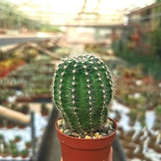 Echinopsis-Hybr. Ishtar Schick Hybride