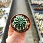 Echinopsis-Hybr. Antares x Arabesque