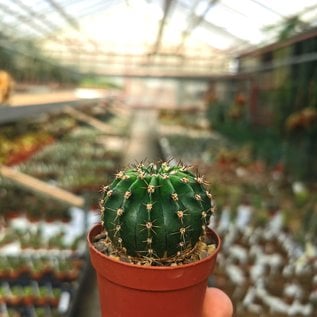 Echinopsis-Hybr. K1