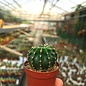 Echinopsis-Hybr. K1