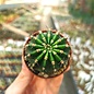 Echinopsis-Hybr. K1